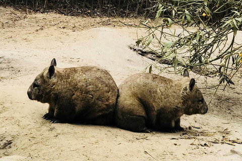 Phillip Island Penguin Parade, Brighton Bathing Boxes And Wildlife Park Tour - Attractions Brisbane 0