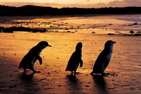 Phillip Island Penguin Parade, Brighton Bathing Boxes And Wildlife Park Tour - Attractions Brisbane 1