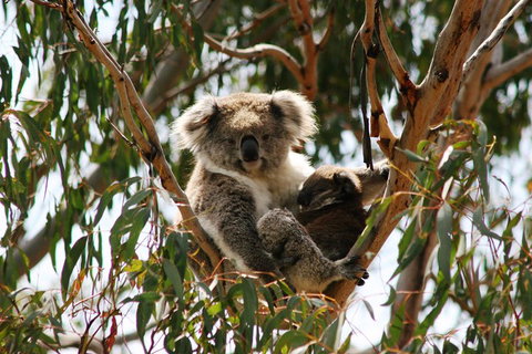 Phillip Island Penguin Parade, Brighton Bathing Boxes And Wildlife Park Tour - Attractions Brisbane 4