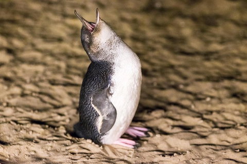 Phillip Island Penguin Parade, Brighton Bathing Boxes And Wildlife Park Tour - Attractions Brisbane 5