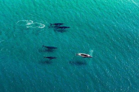 25-30 Minute Newcastle & Macquarie Helicopter Shared Flight - Attractions Brisbane 4