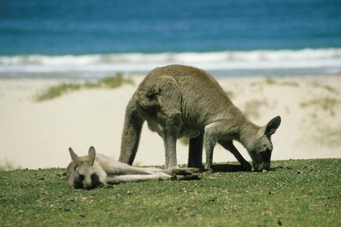 Great Ocean Road Highlights Tour - 2 Days, 1 Night - Attractions Brisbane 2