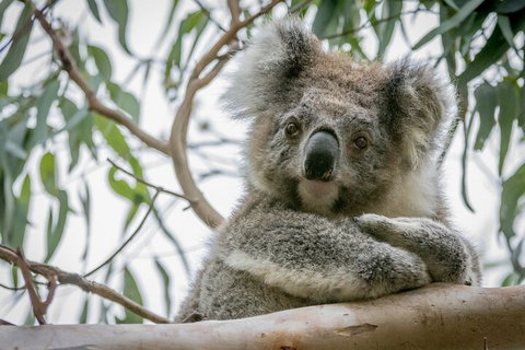 Great Ocean Road & Grampians National Park Tour - 3 Days, 2 Nights - Attractions Brisbane 2