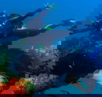Scuba Dive the S.S. Yongala Wreck on the Great Barrier Reef. - Attractions Brisbane