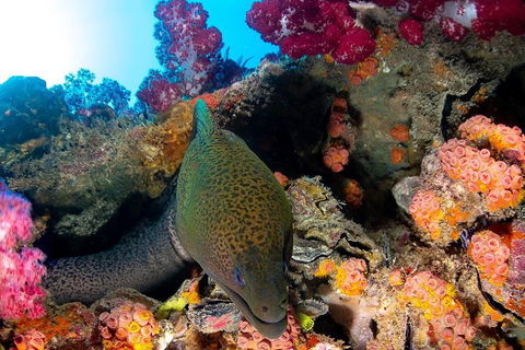 Scuba Dive The S.S. Yongala Wreck On The Great Barrier Reef. - Attractions Brisbane 1