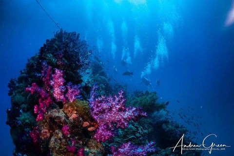 Scuba Dive The S.S. Yongala Wreck On The Great Barrier Reef. - Attractions Brisbane 2
