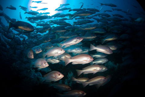 Scuba Dive The S.S. Yongala Wreck On The Great Barrier Reef. - Attractions Brisbane 4