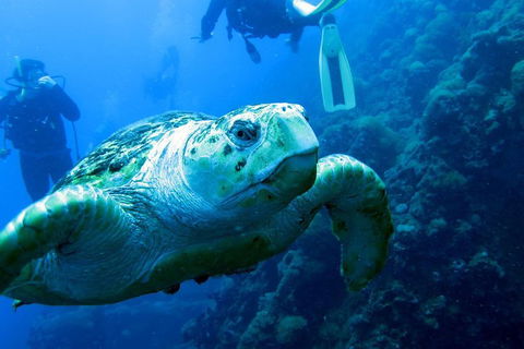 Scuba Dive The S.S. Yongala Wreck On The Great Barrier Reef. - Attractions Brisbane 5