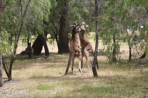 Margaret River Coastal And Wildlife Eco Trip From Busselton Or Dunsborough - Attractions Brisbane 1
